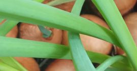 Oferuję szczypior uzyskiwany z cebuli w uprawie gazonowej. Długość