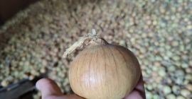 Sprzedam cebulę żółtą pakowana w worki 5-10kg Cena do