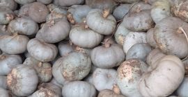 Sprzedam dynię hybrydową Crown Prince przeznaczoną do pieczenia.