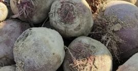 W sprzedaży buraczki czerwone eko z certyfikatem odmiany Monty.