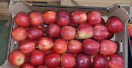 APPLE POINT sprzeda jabłka Jonaprince Idared Jonagored Champion Gala