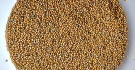 Witam. Posiadam do sprzedaży ok 8-9 ton gorczycy białej.