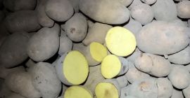 Sprzedam ziemniaki kaliber +45, +50mm . Pakowane w big