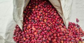 Sprzedam mrożone owoce dzikiej róży 40 ton. Najwyższej jakości