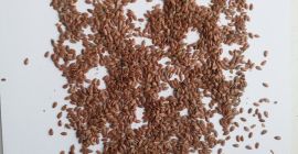 Sprzedajemy len brązowy bezpośrednio od producenta. FCA Kazachstan.