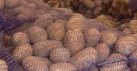 Sprzedam ziemniaki jadalne odmiany: Gala, Queen anna, Bernina, Corina.