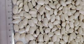 Sprzedajemy fasolę hurtowo: - fasolę białą, kaliber 260-270 ziaren,