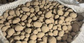 Sprzedam ziemniaki jadalne odmiany Vineta. Ziemniak kwalifikowany klasy A.