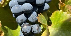 winogrona deserowe na eksport oferujemy dobrą jakość fakturę, duże