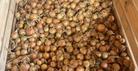 Witam, sprzedam Cebulę Białą i Czerwoną uprawianą z nasion