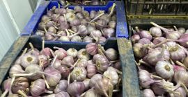 Sprzedam czosnek harnas kaliber 50 + 60 + Posiadamy