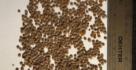 Mamy na stanie 22 tony soczewicy czerwonej z Kazachstanu.