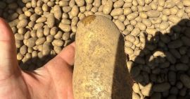 Ziemniaki żółte oraz czerwone Queen Anna Colombo Lili Essme