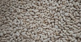 Sprzedam ilosci calosamochodowe fasoli jaś karłowy. Pakowanie wedle uznania,