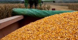 Belgijska firma (+13 lat) poszukuje wilgotnej kukurydzy ziarnistej w