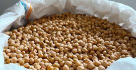 Oferujemy argentyńską ciecierzycę w jakości Sortex o granulacji 7