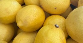 Zakupimy cytrynę, pomarańczę Valencia, limonkę, grejpfruta STAR RUBI lub