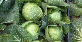Dostępna młoda kapusta w dużych ilościach. Dostawa bezpośrednia. Stała