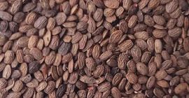 Organic serradella. Seed material in the C1 category, high