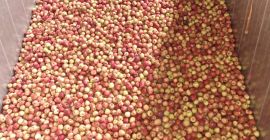 Kupię przemysł ekologiczny - czerwony / zielony