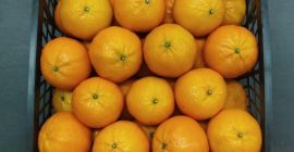 Fresh oranges (Valencia) from our farms in the heart