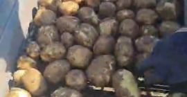 Świeże ziemniaki Riviera z Dăbuleni, Dolj – 300–700 ton,