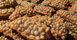 Sprzedam ziemniaki jadalne czerwone i białe, w dużych ilościach.