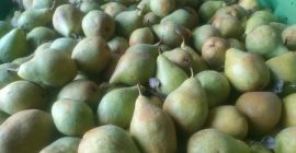 Sprzedam gruszki odmiany Ksenia około 60t , przygotuję towar