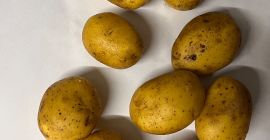 Sprzedam ziemniaki jadalne i frytkowe 10 odmian . Kaliber