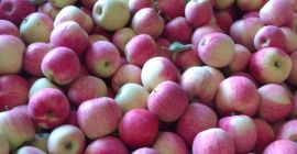 Sprzedam jabłka piros od 6,5 tel. 603062079