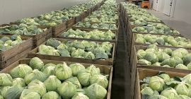 Kapusta późno dojrzewająca. Nadaje się do długotrwałego przechowywania (w