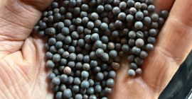 Dzień sprzedam wykę ekologiczną ozimą rea 90% kiełkowania więcej