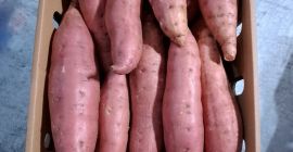 Dostępny na eksport batat najwyższej jakości. Dostarczane kontenery do