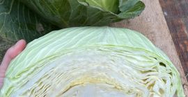 W razie potrzeby możemy zorganizować transport. Dostawa bezpłatna w