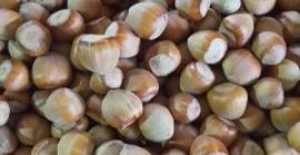 Sprzedam orzechy laskowe około 500 kg zbiór 2025