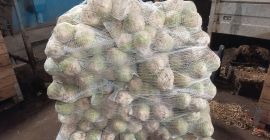 Sprzedam seler po polerce, zdrowy, ładny. Kal 0.5-1.2kg .