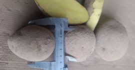 Witam, mam do sprzedania ziemniaki odmiany Soraya, Melody, Marabel.