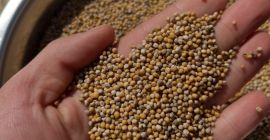 Sprzedam gorczycę białą czystość ~99% w big bag