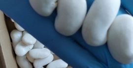 Fasola piękny jaś zdjecia przed i po namoczeniu.Tel [telefon]