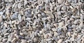 Sprzedaję nasiona facelii, od 22 ton. Masz pytania? Zadzwoń