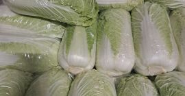 Witam Sprzedam kapuste pekinska Kaliber 0.8-1.8kg Oraz drobna 0.3-0.6kg.