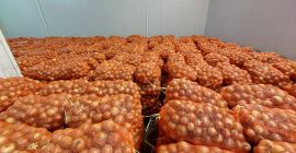 Jesteśmy wiarygodnym producentem i dostawcą cebuli z Uzbekistanu, z