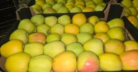 Sprzedam Prince Golden Jonagored Ligol Idared Gala Pinova Boskop