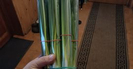 Witam sprzedam szczypior w pęczkach jak i na wagę