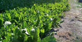 Makrela pierwszej i drugiej klasy 20 ton przez cały