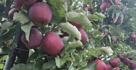 Mam w ofercie jabłka odmiany Red Jonaprince, rozmiar 65/85,