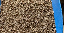 Gospodarstwo rolne z wieloletnim doświadczeniem w uprawie kminku podejmie