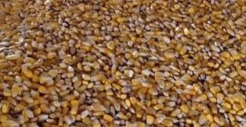 Sprzedam 8 ton kukurydzy. Suszona naturalnie w szopie. Znajdujemy