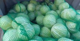 Kapusta biała odmiana Storka, kaliber 1-3 kg, zdrowa, zielona