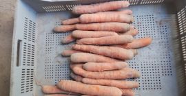 PRZEDAM WARZYWA HURT - MAZOWIECKIE (okolice Warszawy) Gospodarstwo oferuje: